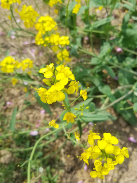 油菜花开