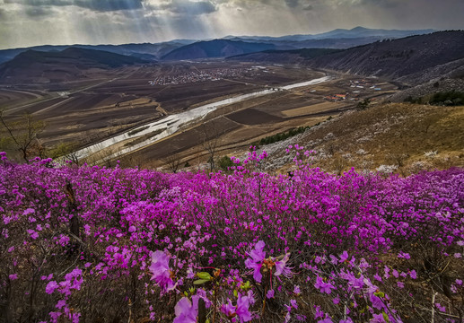 杜鹃花