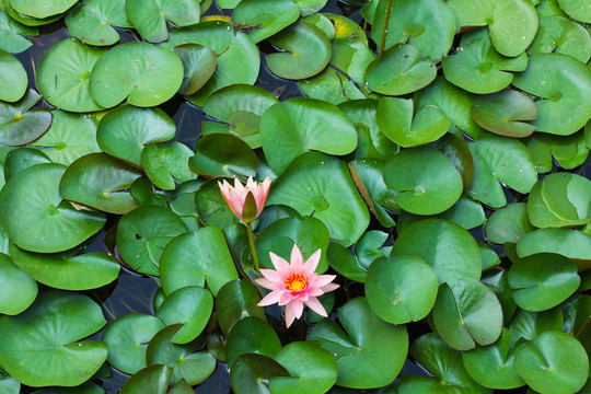 池塘中的粉色睡莲花