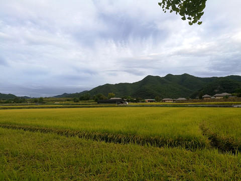 村庄稻田