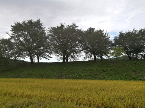 绿色山坡和金色稻田