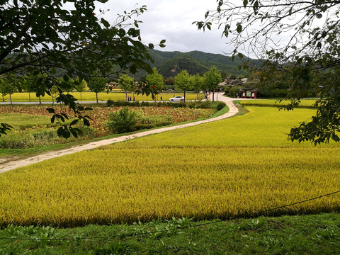 金色稻田