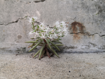 植物