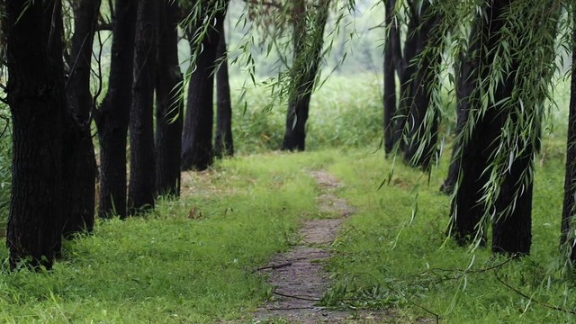 风吹杨柳绿树成荫