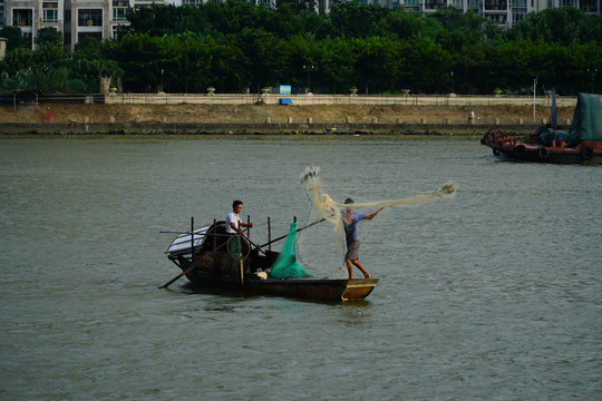 广州珠江渔民撒网