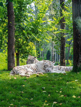 北京野生动物园里的白化老虎