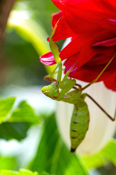 微距螳螂与花