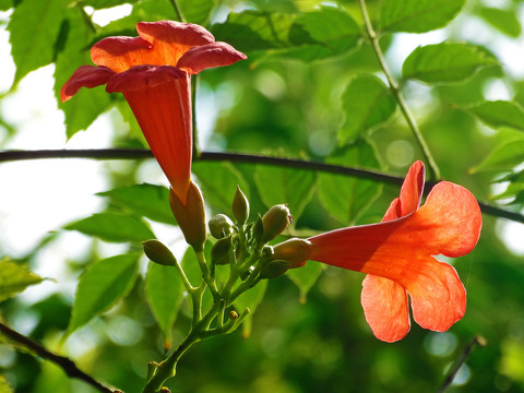 凌霄花