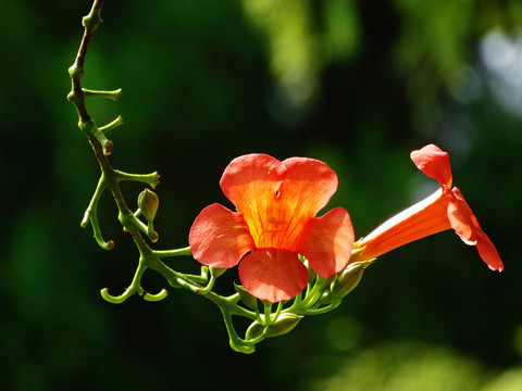 凌霄花