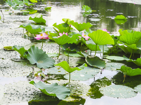 荷花池