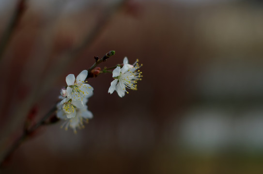 杏花和桃花