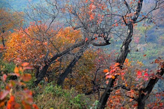 香山红叶