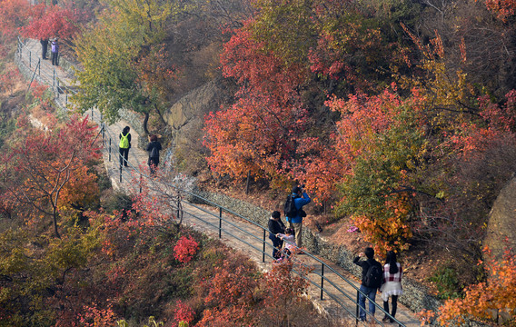 香山红叶