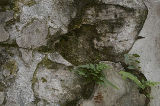 藓苔墙面