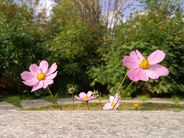 波斯菊