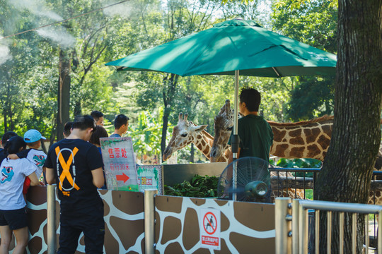 游客喂长颈鹿吃树叶