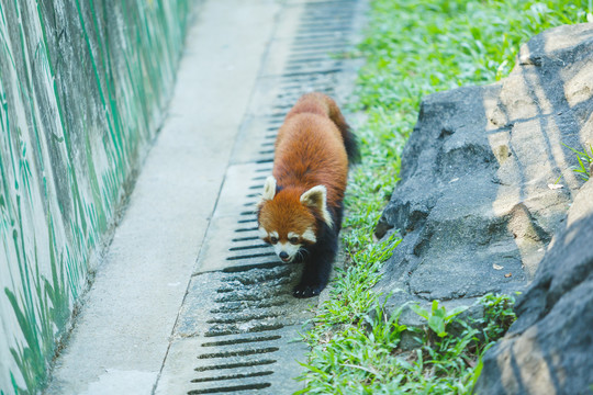 小熊猫