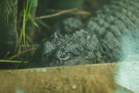 短吻鳄