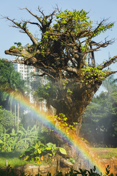 彩虹下的树