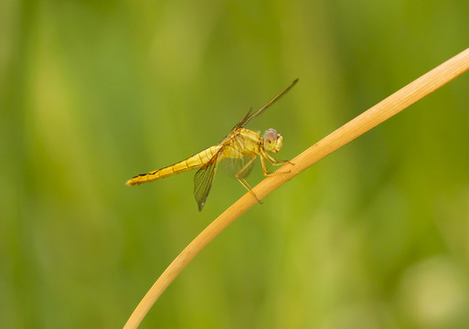 黄蜻蜓