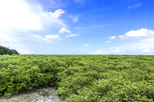 北海红树林