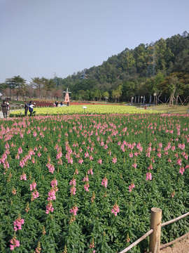 公园风景