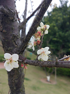 腊梅花