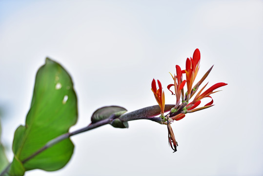 蕉藕花