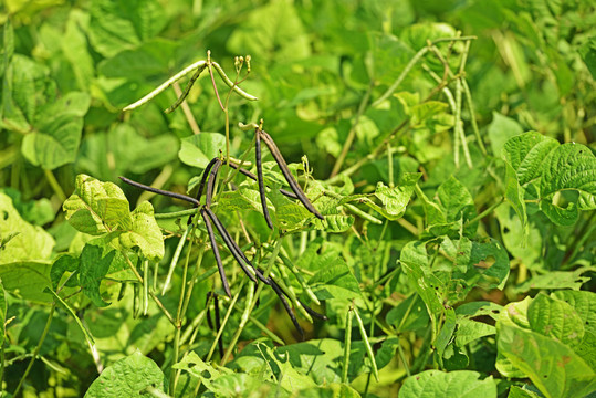 黑大豆