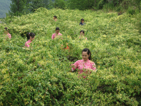 现代农业金银花采摘种植