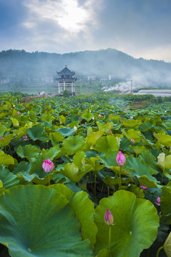 七颗石莲花池