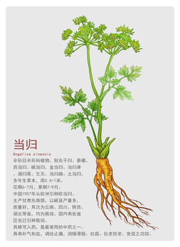 當(dāng)歸