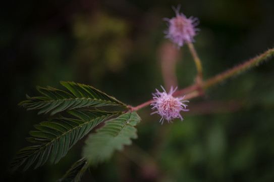 含羞草开花