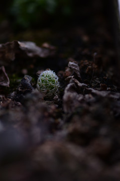 盆栽仙人掌绿植