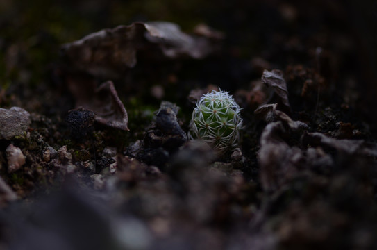 盆栽仙人掌绿植