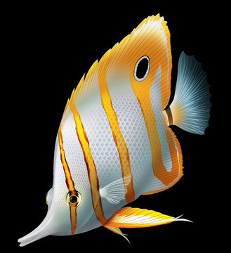 海水魚(yú)