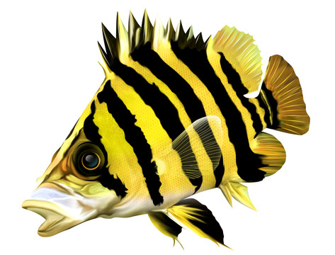 虎魚