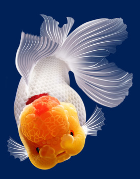 蘭壽魚