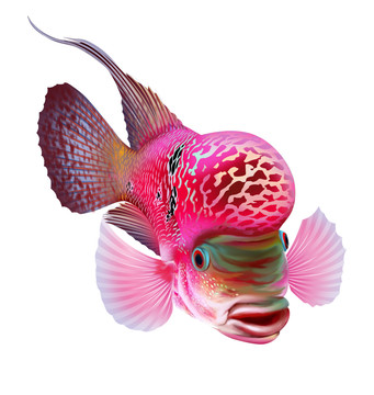羅漢魚