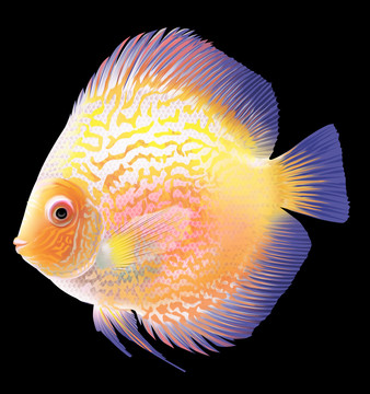 七彩魚