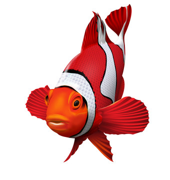 小丑魚