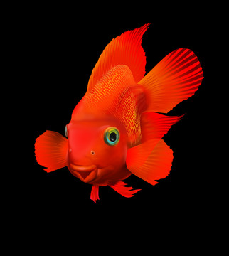 血鸚鵡