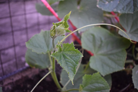 植物瓜果种菜的藤蔓