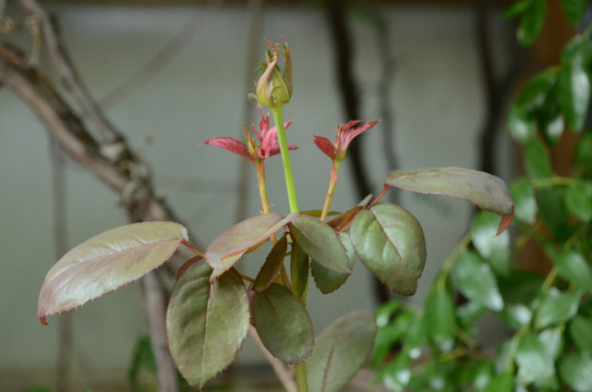 月季发芽