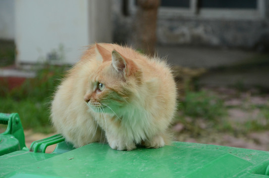 悠闲的小花猫