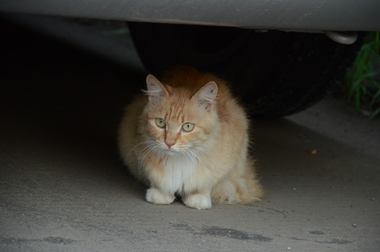 躲在汽车底下的小猫咪