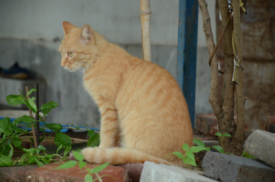 悠闲的家猫