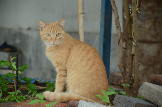 悠闲的家猫