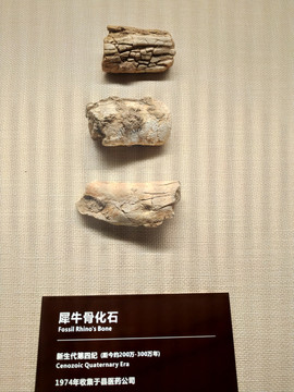 犀牛骨化石