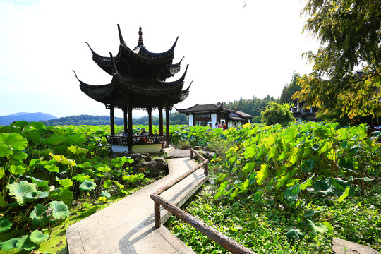 曲院风荷景区